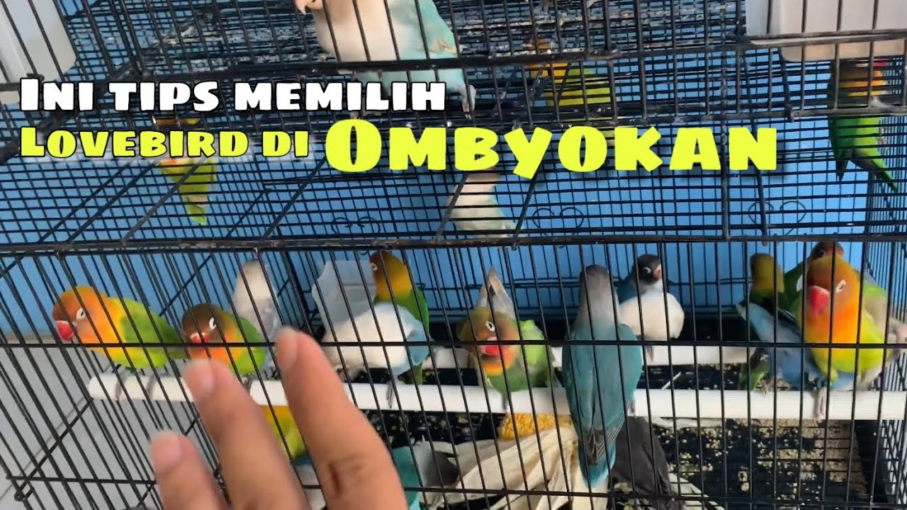 Tips memilih lovebird prospek di ombyokan