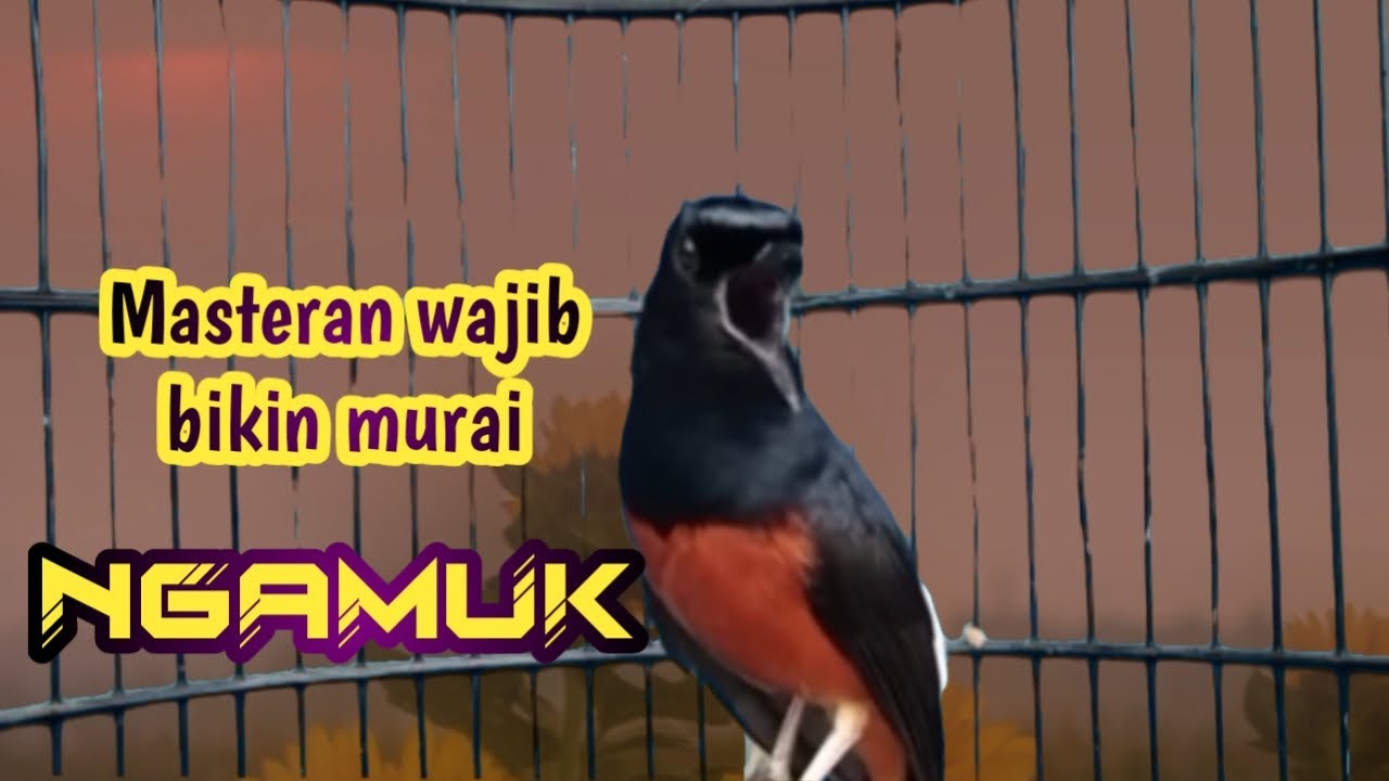 PANCINGAN MURAI BATU GACOR FULL ISIAN, SEKALI DENGAR AMPUH BUKIN MURAI EMOSI NAIK JADI ON PLAY NGERI