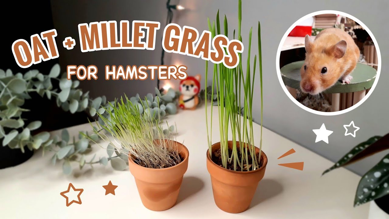 How I Grew Plants For My Hamster | Oat and Millet Grass