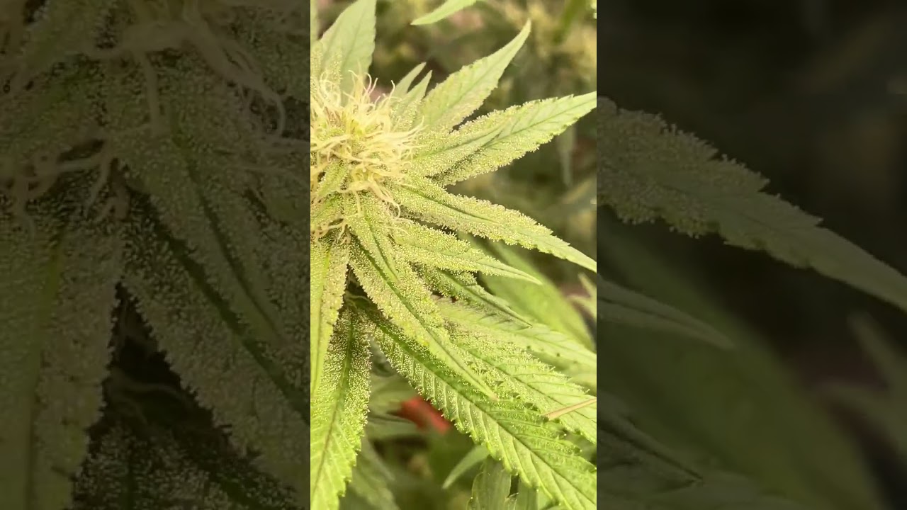 Seriotica- 25 Tag bl&uuml;hte - wenig Equipment ￼#indoor #cannabislife #plants