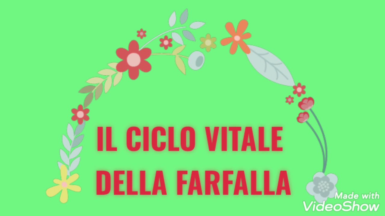 CICLO VITALE DELLA FARFALLA