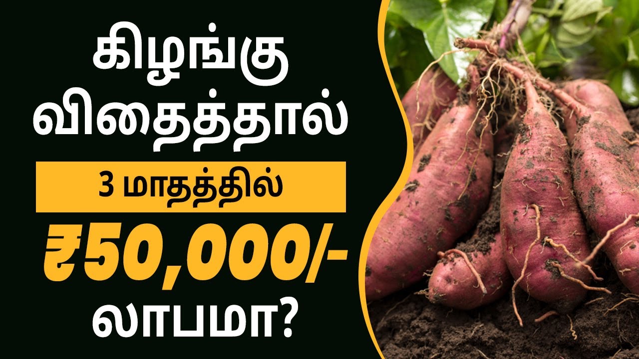 சர்க்கரை வள்ளிக் கிழங்கு சாகுபடி: அதிக லாபம் ஈட்ட எளிய மற்றும் நவீன விவசாய முறைகள்