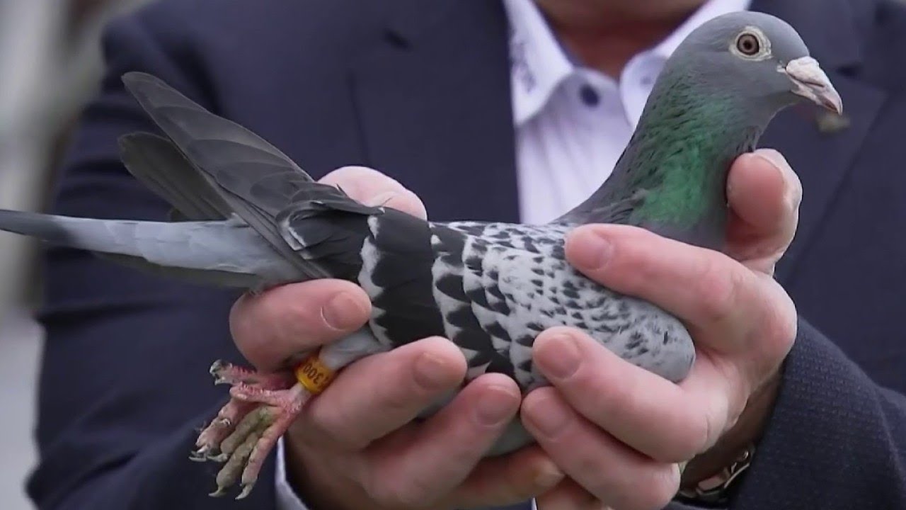Sans frontières - Un pigeon en or