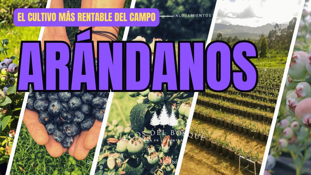 Cómo CULTIVAR ARÁNDANOS y ganar dinero: El CULTIVO MÁS RENTABLE del campo