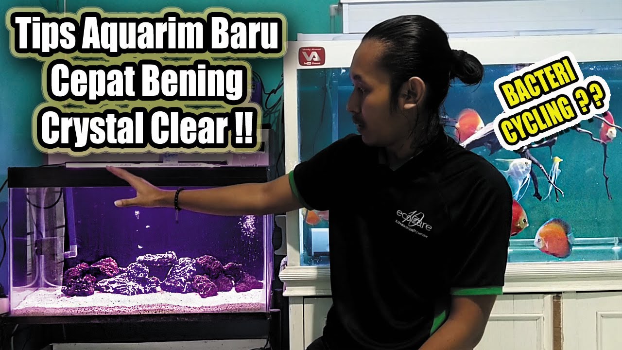 CARA AGAR AQUARIUM BARU CEPAT BENING CRYSTAL CLEAR !! Bacteri Cycling ??