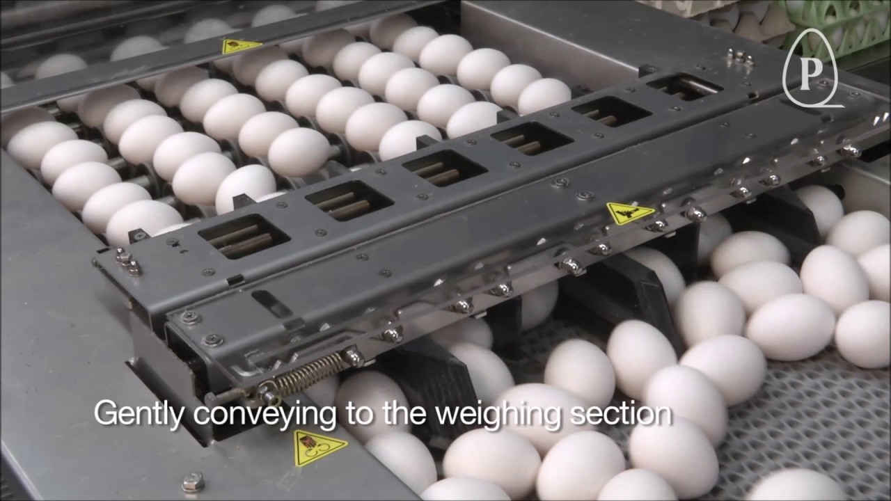 Prinzen - Ovograder, Hatching egg grader
