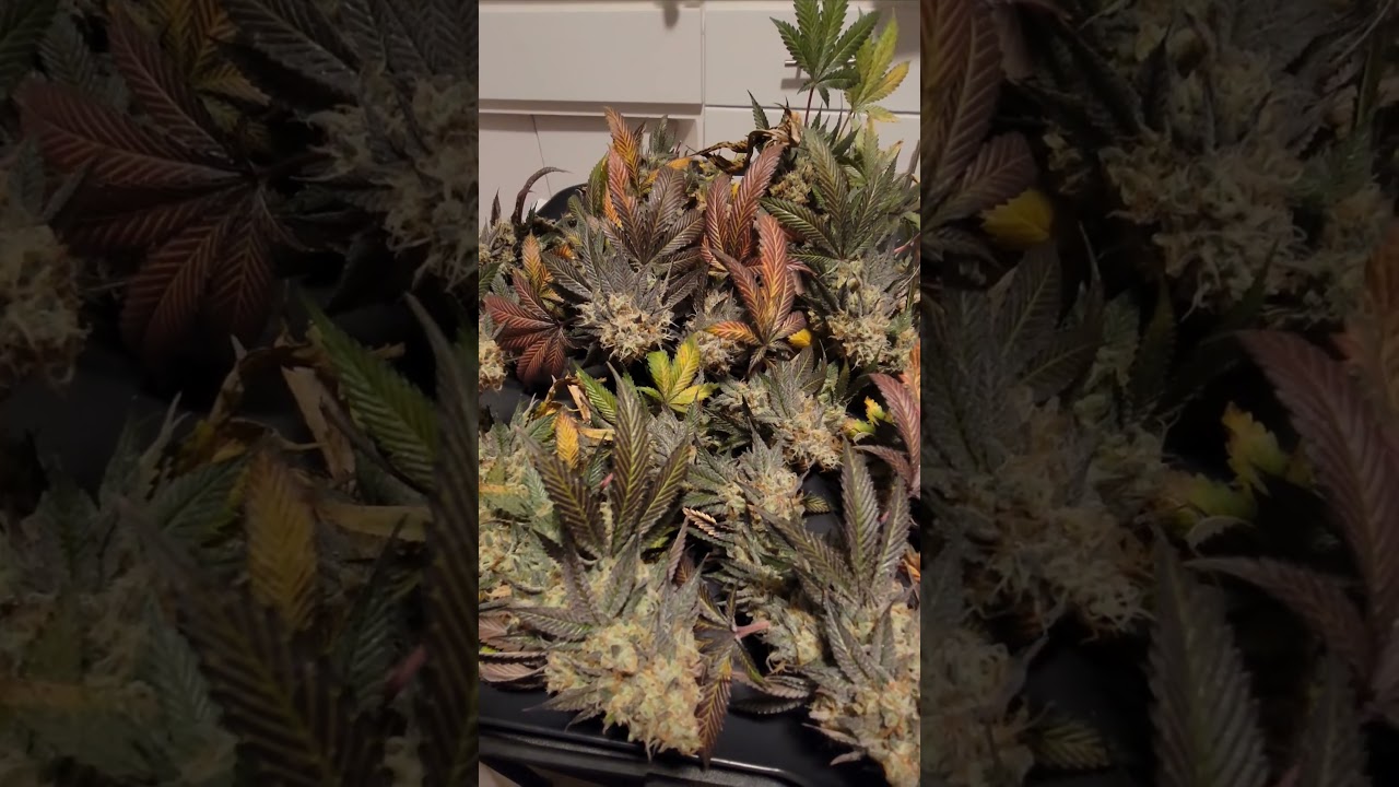 Garlic cookies 🍪 GMO harvest #garden #420