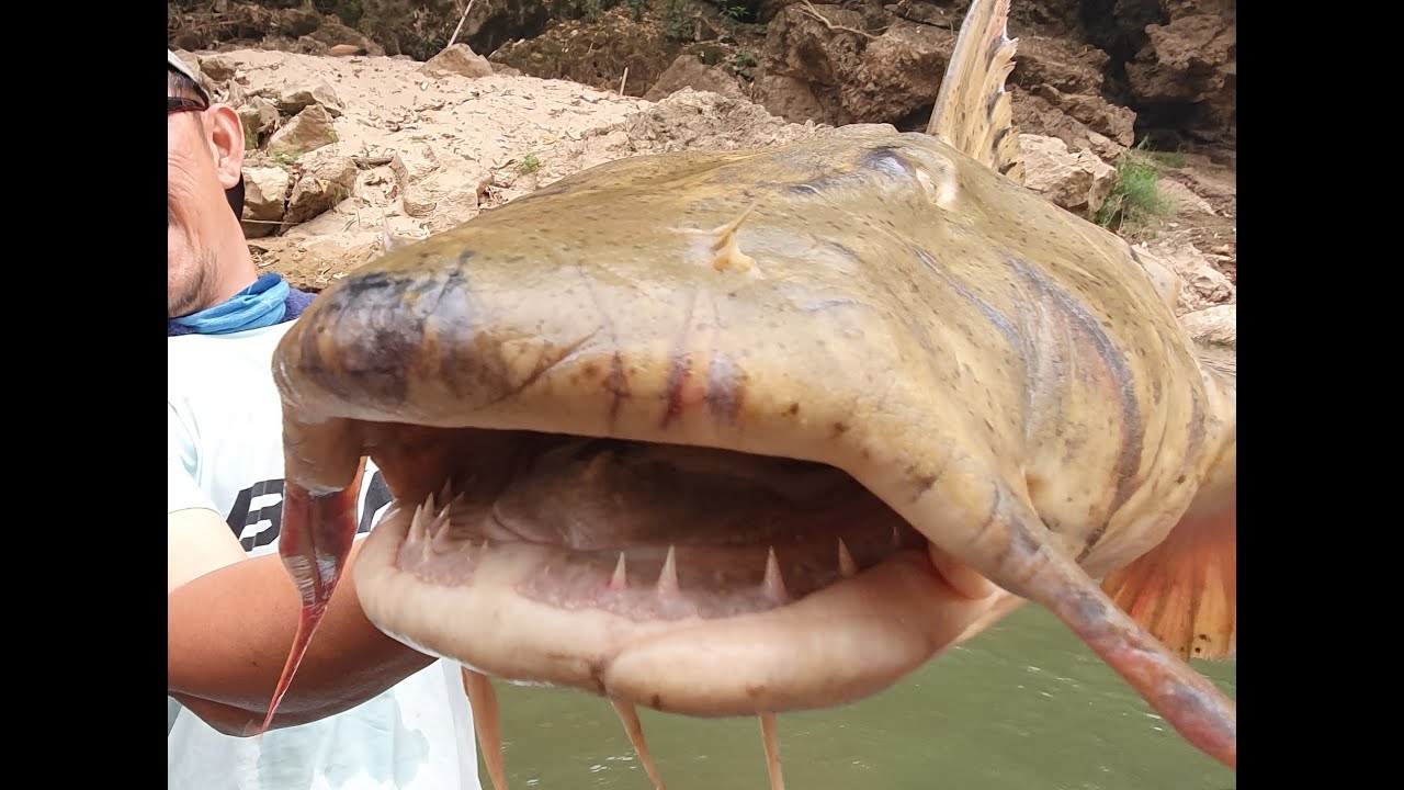 Man Eating Goonch Captured River Monster Bagarius Yarrelli  Fishing  Thailand- BKKGUY