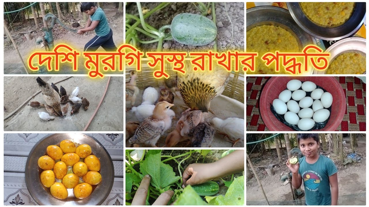 শীতের দিনে দেশি মুরগি সুস্থ রাখতে হলে কিছু ঘরুয়া ঔষধ বানিয়ে খাওয়াতে হয় ।Assam village lifestyle 