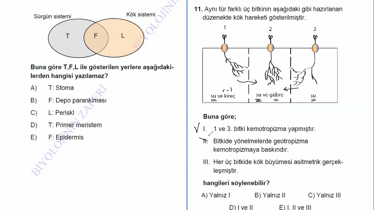 Bitki Biyolojisi Test Çözümü - 2