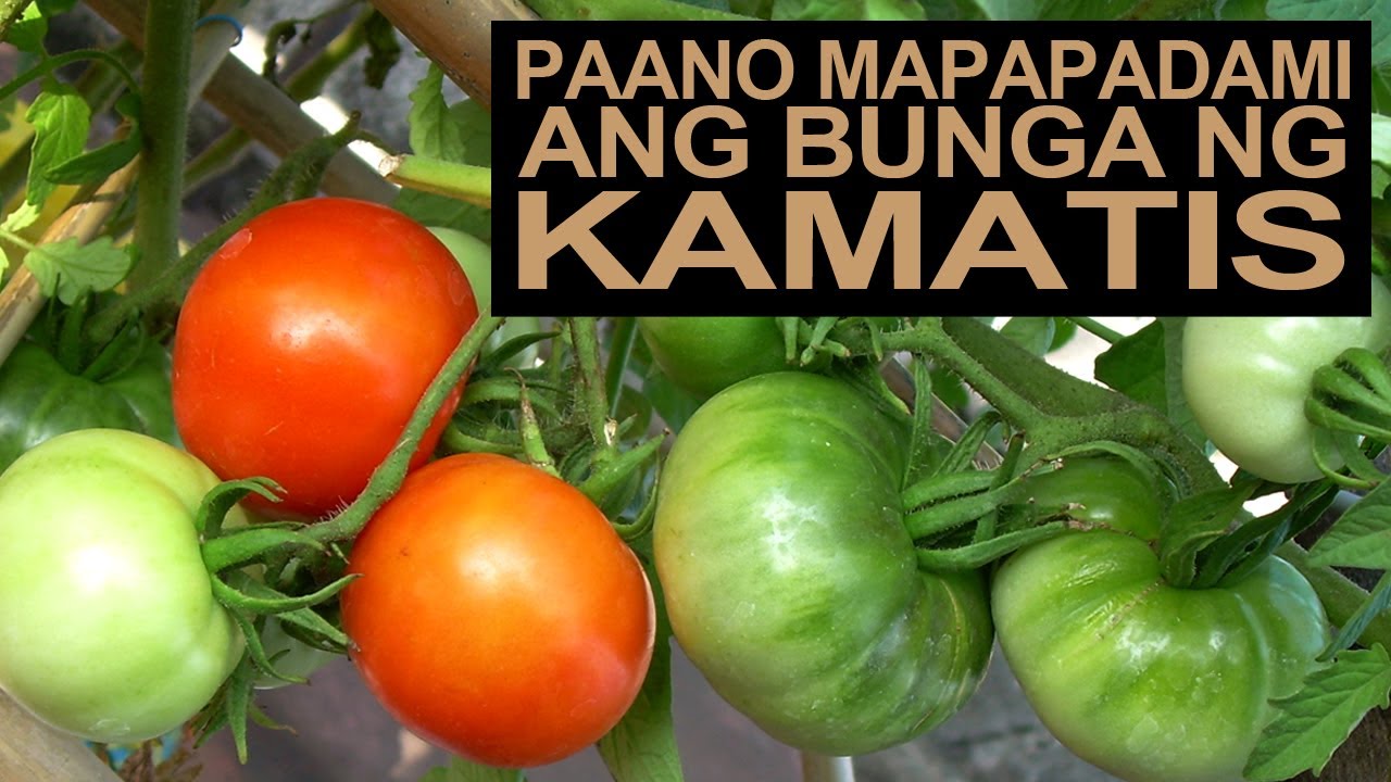 How To Get Lots Of Tomatoes I Paaano Mapapadami Ang Bunga Ng Kamatis