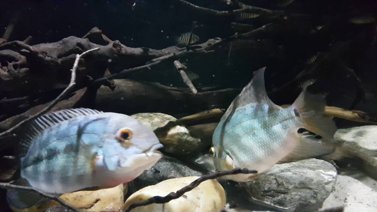 Hoplarchus psittacus pair