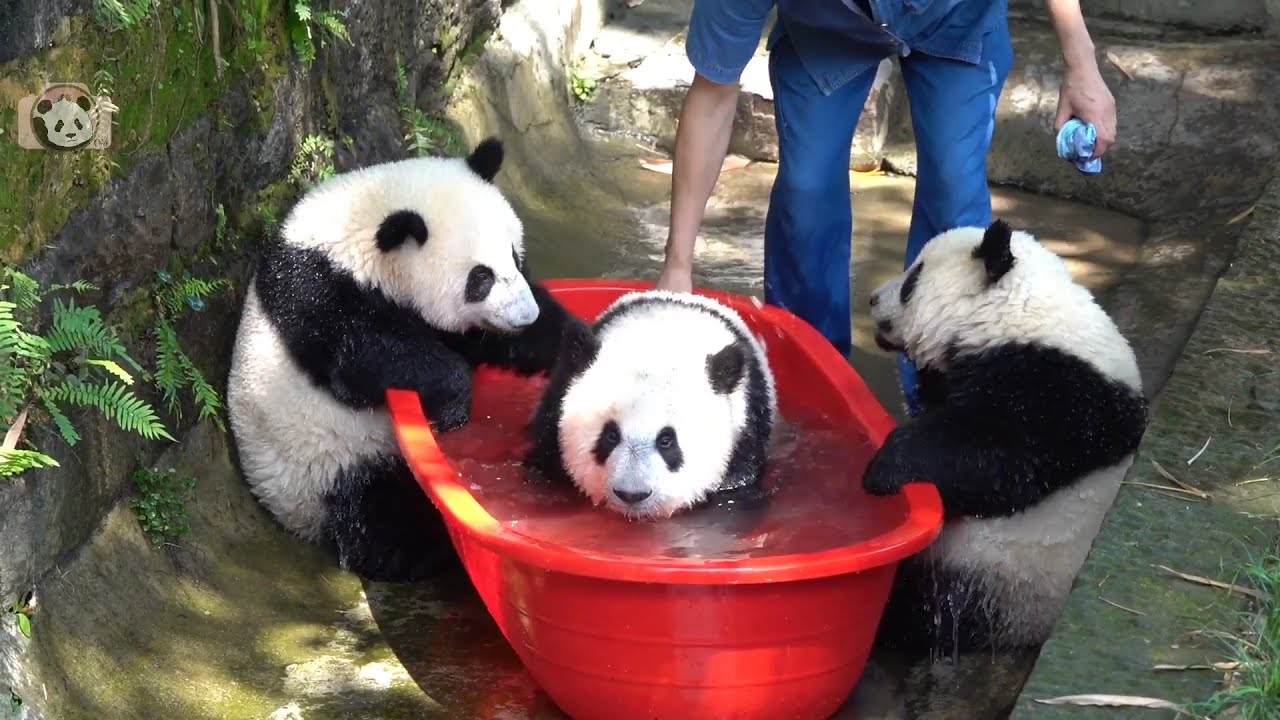 🐼🐼双重喜庆又要洗澡了🛀💝🥰双重喜庆: 双双, 重重, 喜喜和庆庆 (重庆动物园) | Adorable Panda