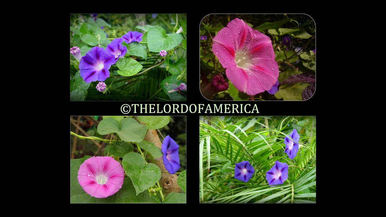 ✅👌 Ipomea Purpura - Ipomoea Purpurea - Don Diego de Dias - Video Oficial Botanico 2ª Edicion Full HD