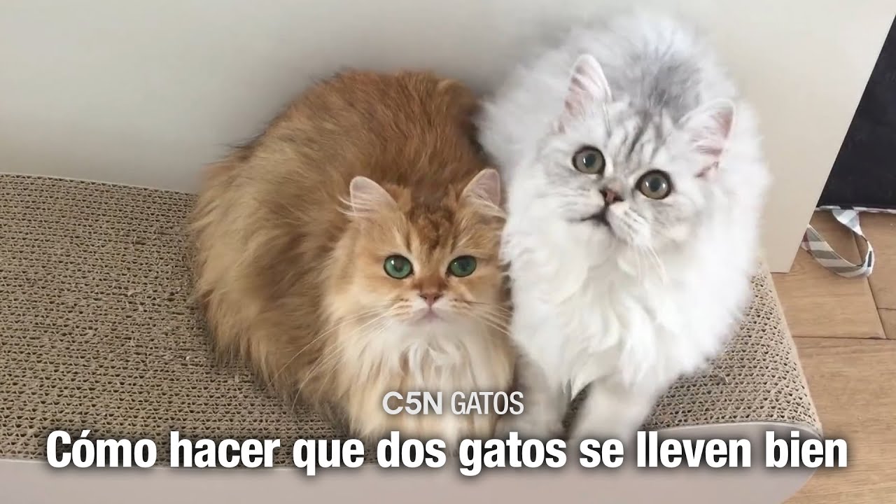 CÓMO PRESENTAR a DOS GATOS y HACER que se LLEVEN BIEN