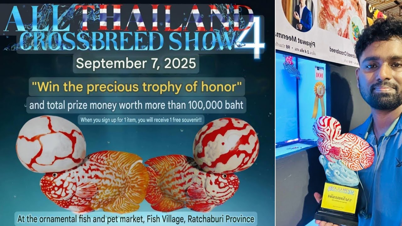 Flowerhorn Mania | Thailand's Top Breeders Compete 