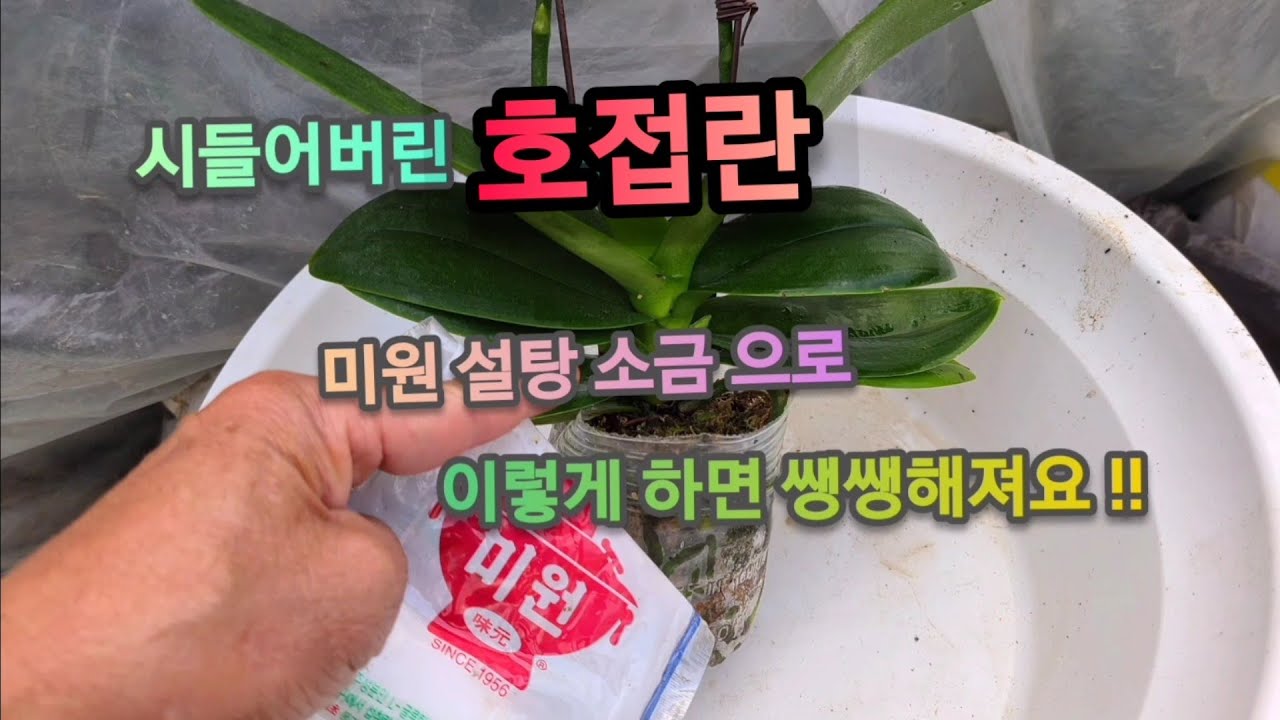쭈글쭈글 시들어가는 호접란잎, 100원이면 쌩쌩하게 살릴수 있어요!!