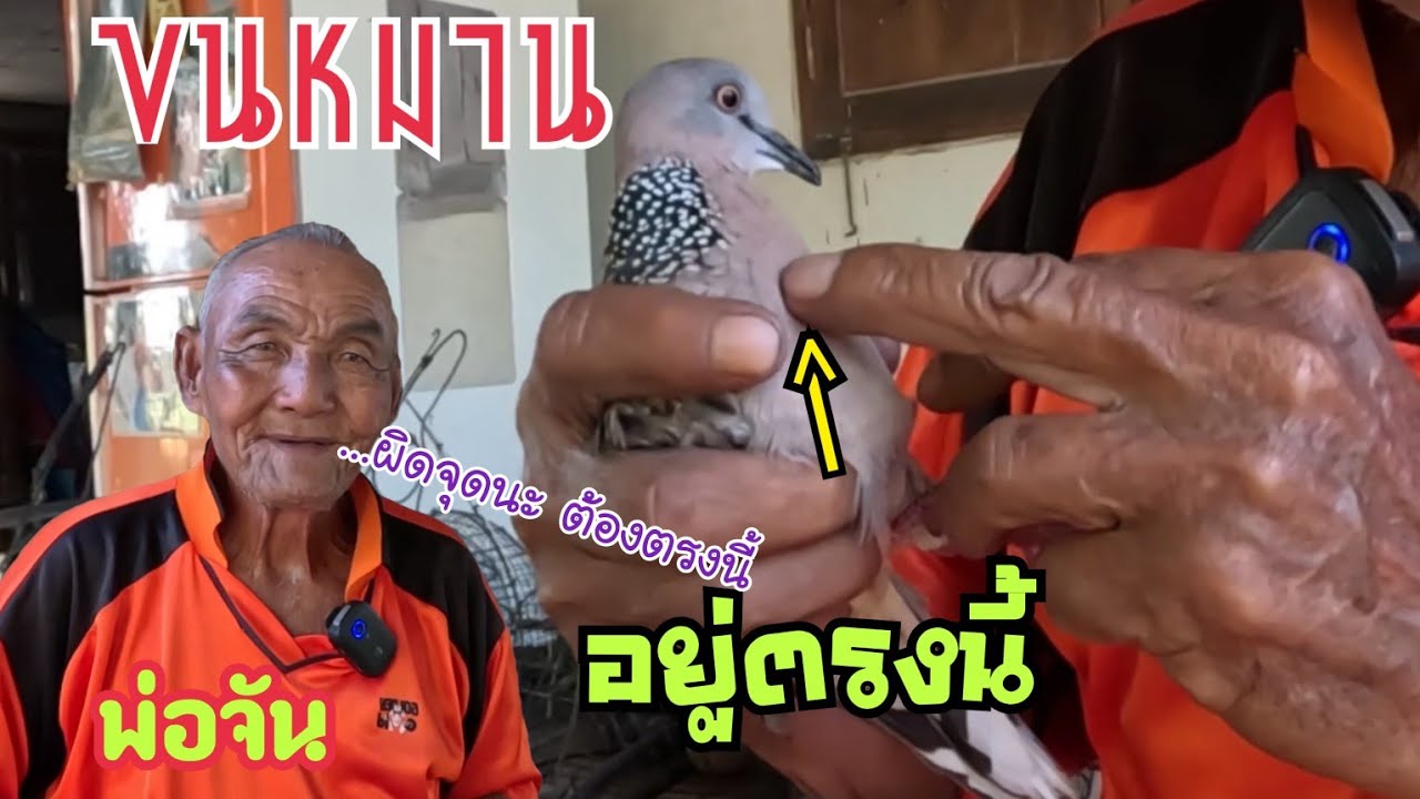 ขนหมาน…นกเขาใหญ่อยู่ตรงนี้...ขออภัยนำเสนอผิดจุดครับ อาจารย์ทุกท่าน