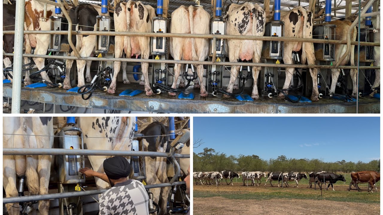 HF COW BIG DAIRY FARM IN AUSTRALIA || BASSI DAIRY FARM 
