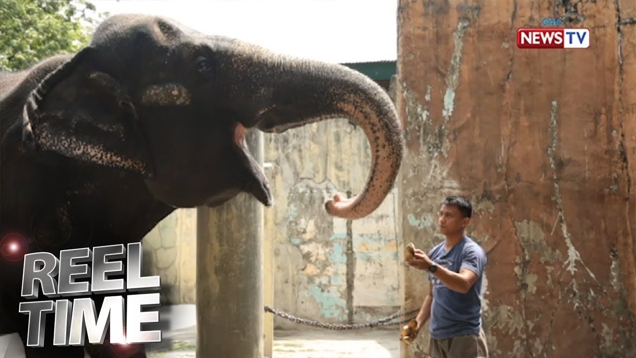 Reel Time: Paano inaalagaan ng mga zoo keeper ang mga hayop sa Manila Zoo?