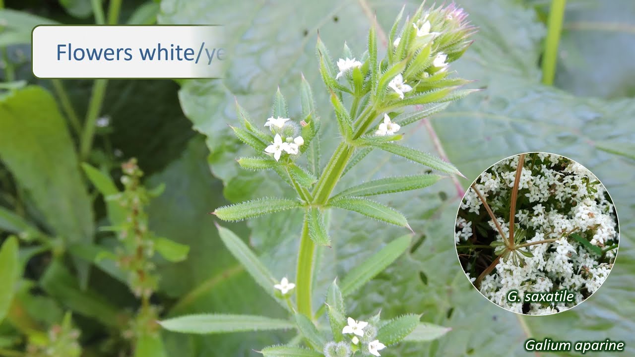 Rubiaceae - UK wildflowers - Five-minute families