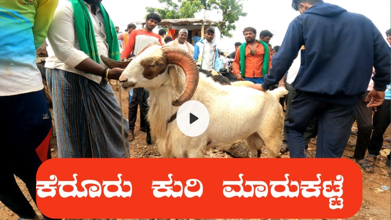 Kerur Sheep and Goat Market is held every Tuesday Update