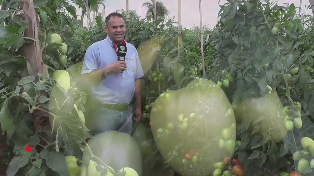 Dia de Campo Sobre Tomate - Marcial Benitez Representante Comercial Sakata Paraguay
