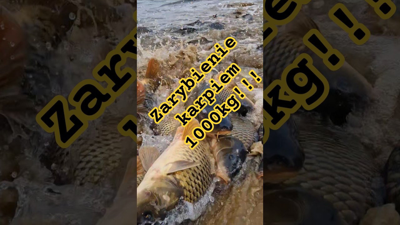 #Zarybienie karpiem na PZW 1000kg #Nakło Chechło nr.010 #koło nr.59 #carpfishing #2026 #shorts