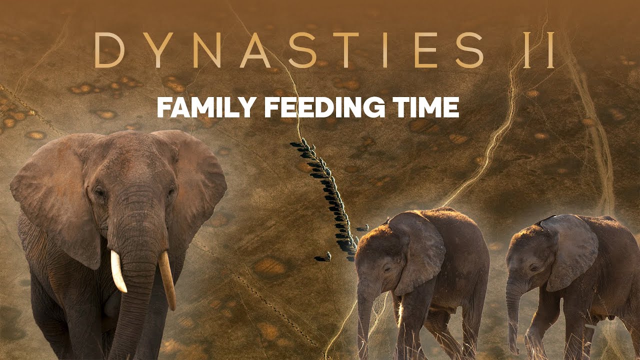 How To Raise A Baby Elephant | Dynasties ﻿II | BBC Earth
