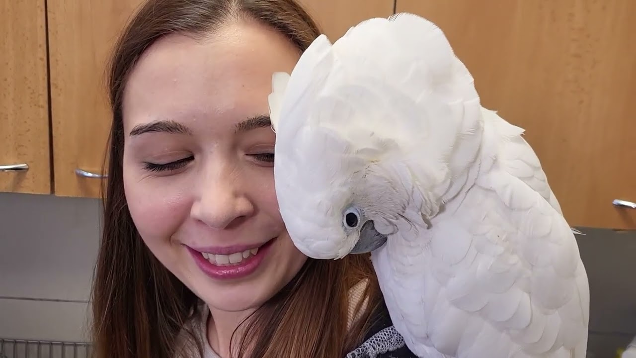 ODCHYCENÝ PAPOUŠEK KAKADU SE VRÁTIL ZPĚT KE SVÉMU MAJITELI