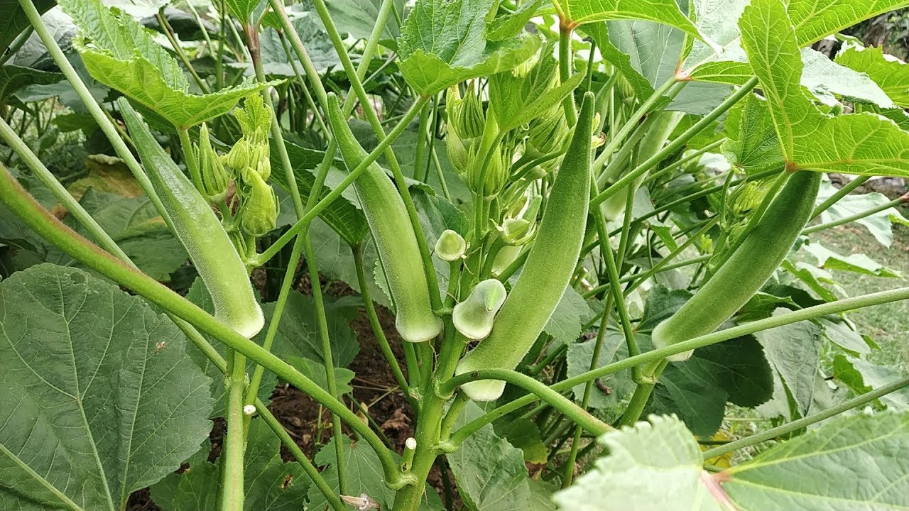 Ladies finger (Okra) Agriculture - Lady finger Farming - Cultivation of ladies finger