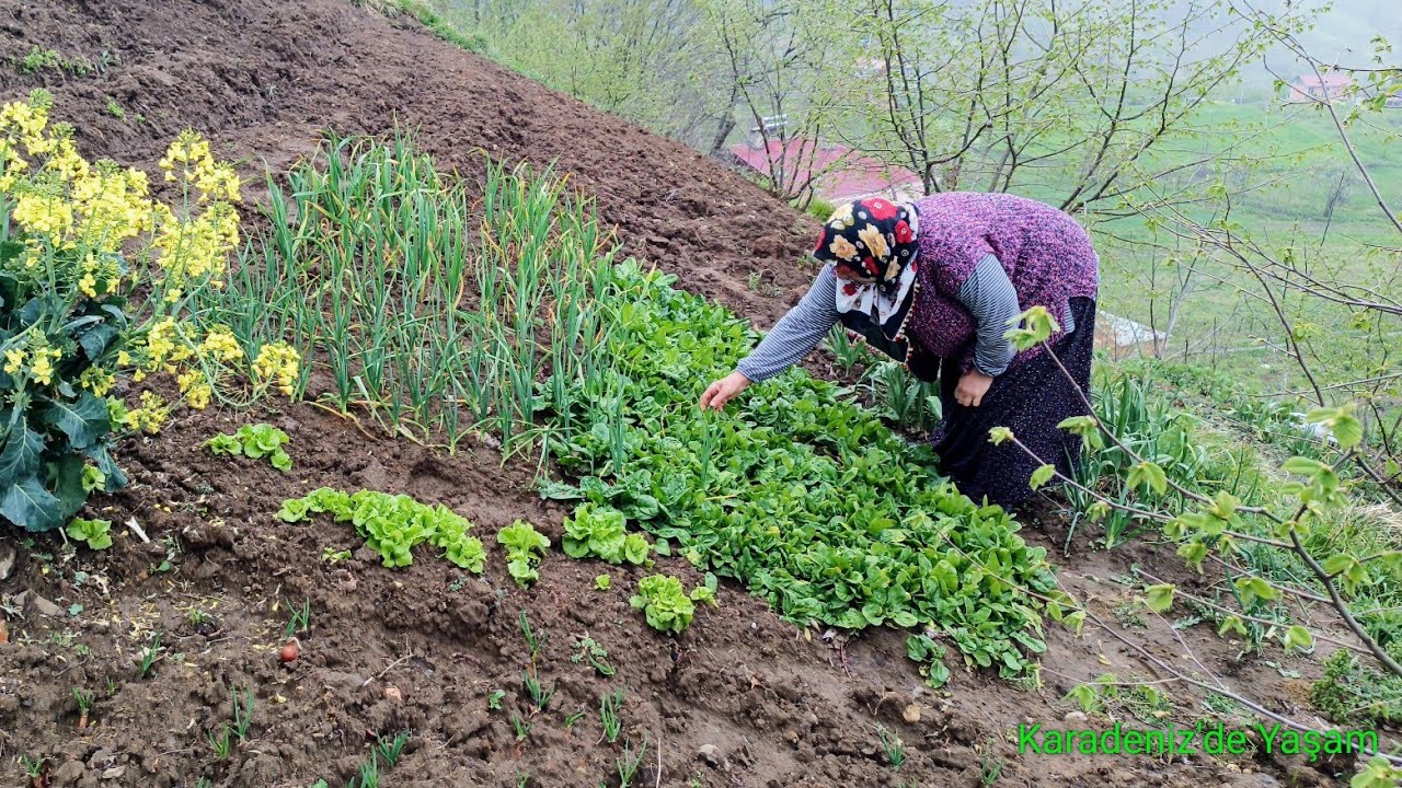 Bah&ccedil;elerde Bahar Geldi 🌱 Her Şey Yeşilliyor | Karadeniz Doğa Vlogu