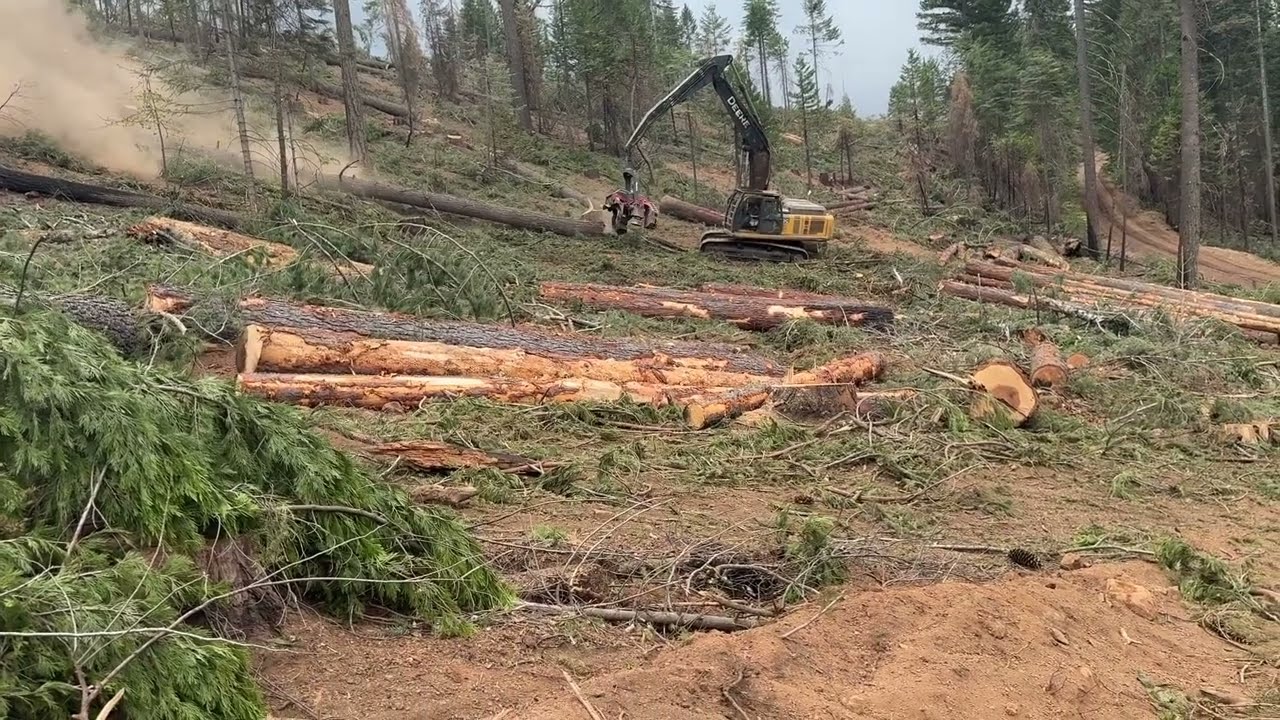 Falling some Doug fir treed a bear