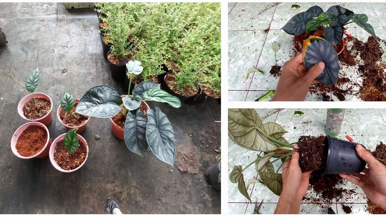 Trồng cây rồng xanh (Alocasia dragon scale): thay chậu & nhân giống