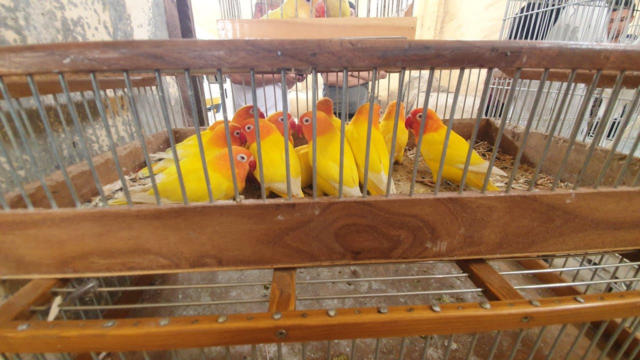 Namangan RMK qush bozori 21 04 2024
