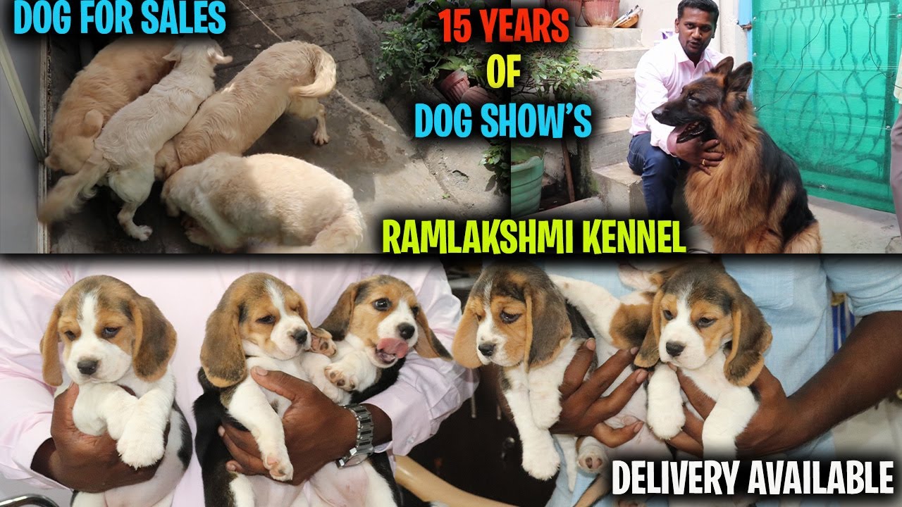 DOG SALES | RAMLAKSHMI KENNEL PART - 1| 15 YEARS OF DOG SHOWS | HOSUR | DELIVERY AVAILABLE| SE VLOGS