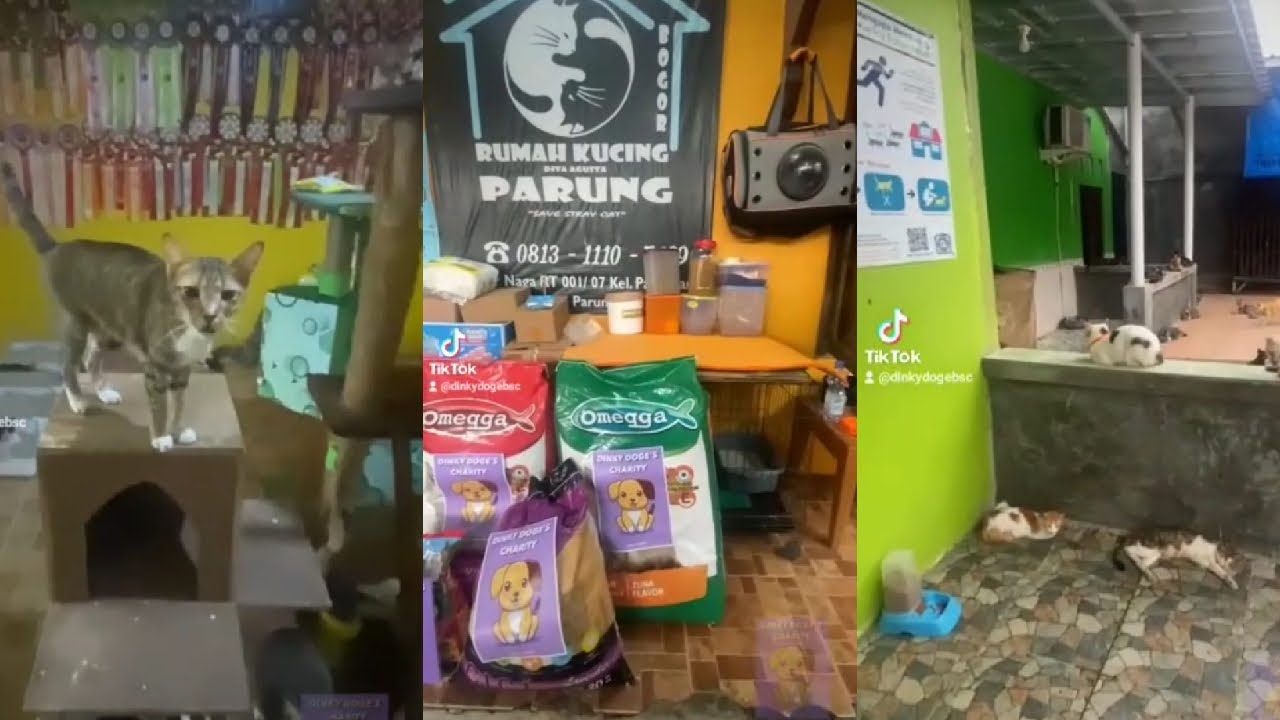 $DINKYDOGE CHARITY PHASE - 2, Dinky Doge BSC Donation in cat shelters