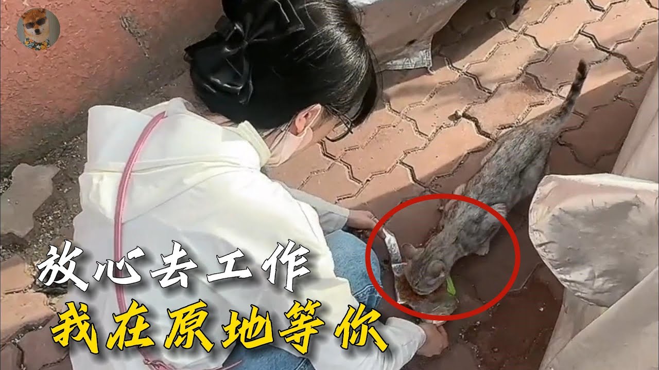 動物和人之間也是需要信任的，流浪貓主動走進航空箱回家