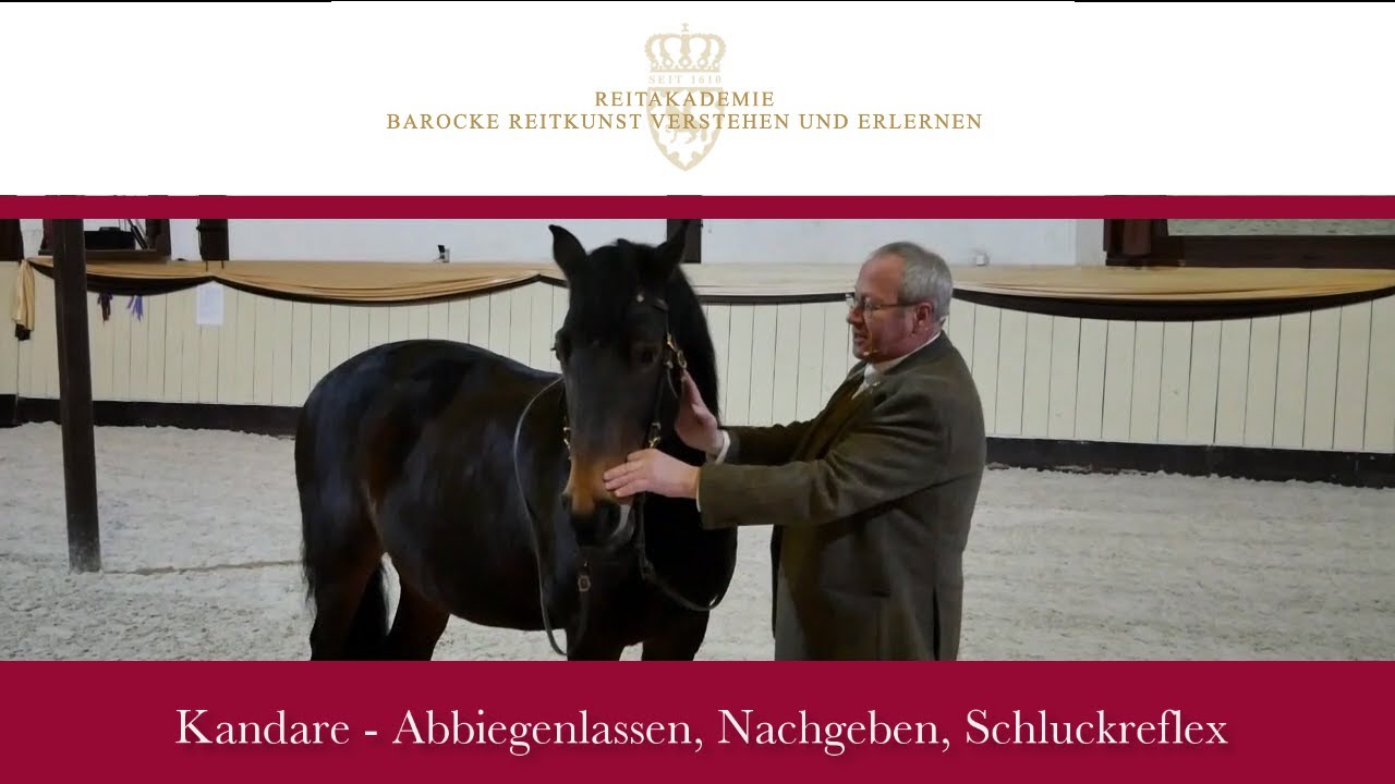 Kandare, Abbiegenlassen, Nachgeben, Schluckreflex - Ausschnitt aus dem Seminar Zügelschule