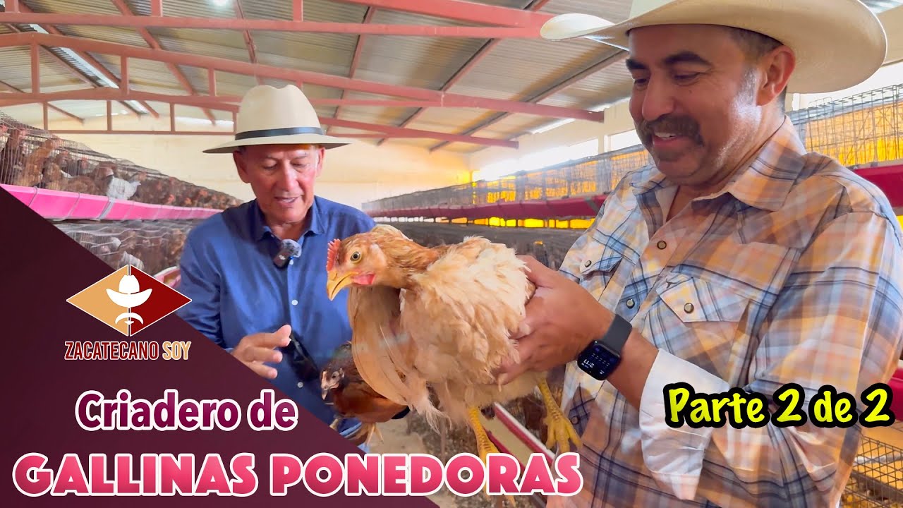 Disponibles miles de POLLITAS DE TODAS LAS EDADES listas para trabajar