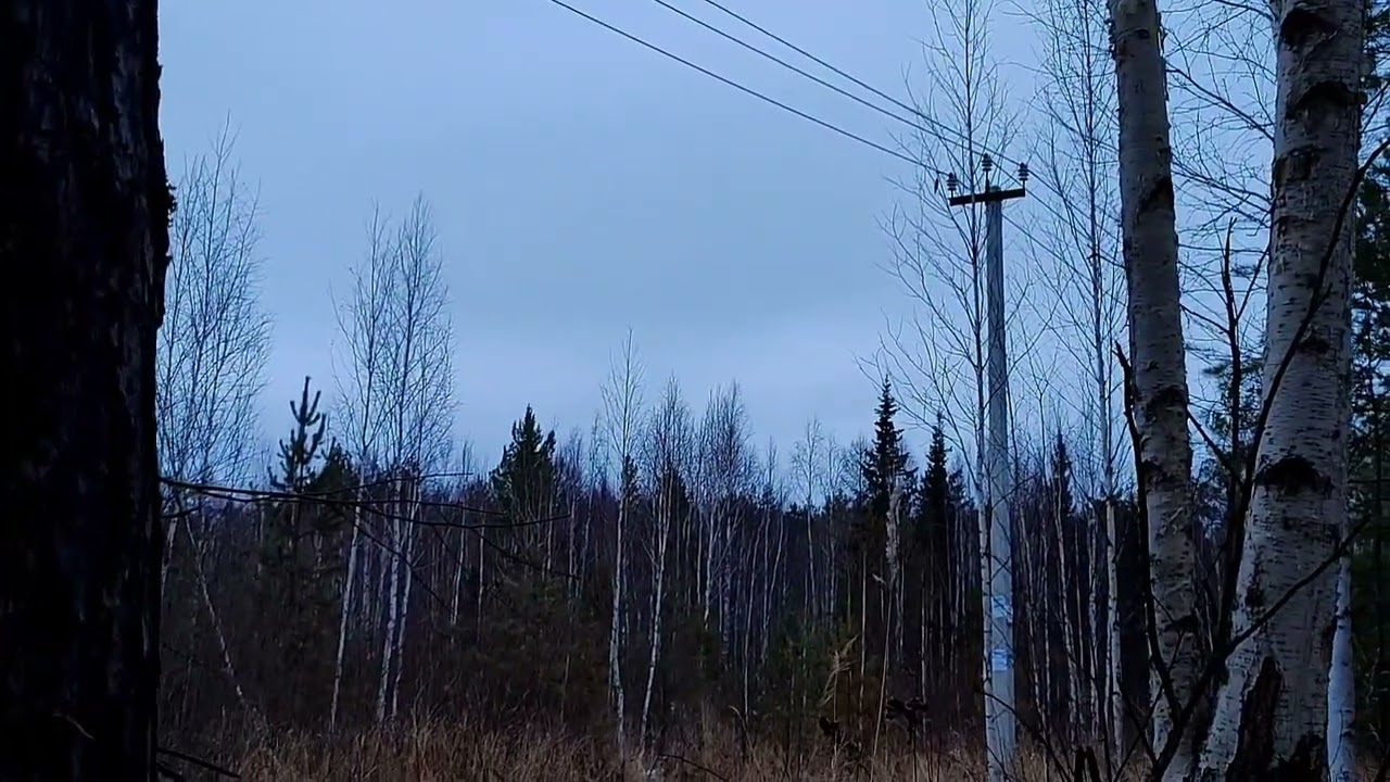 Ловля клестов