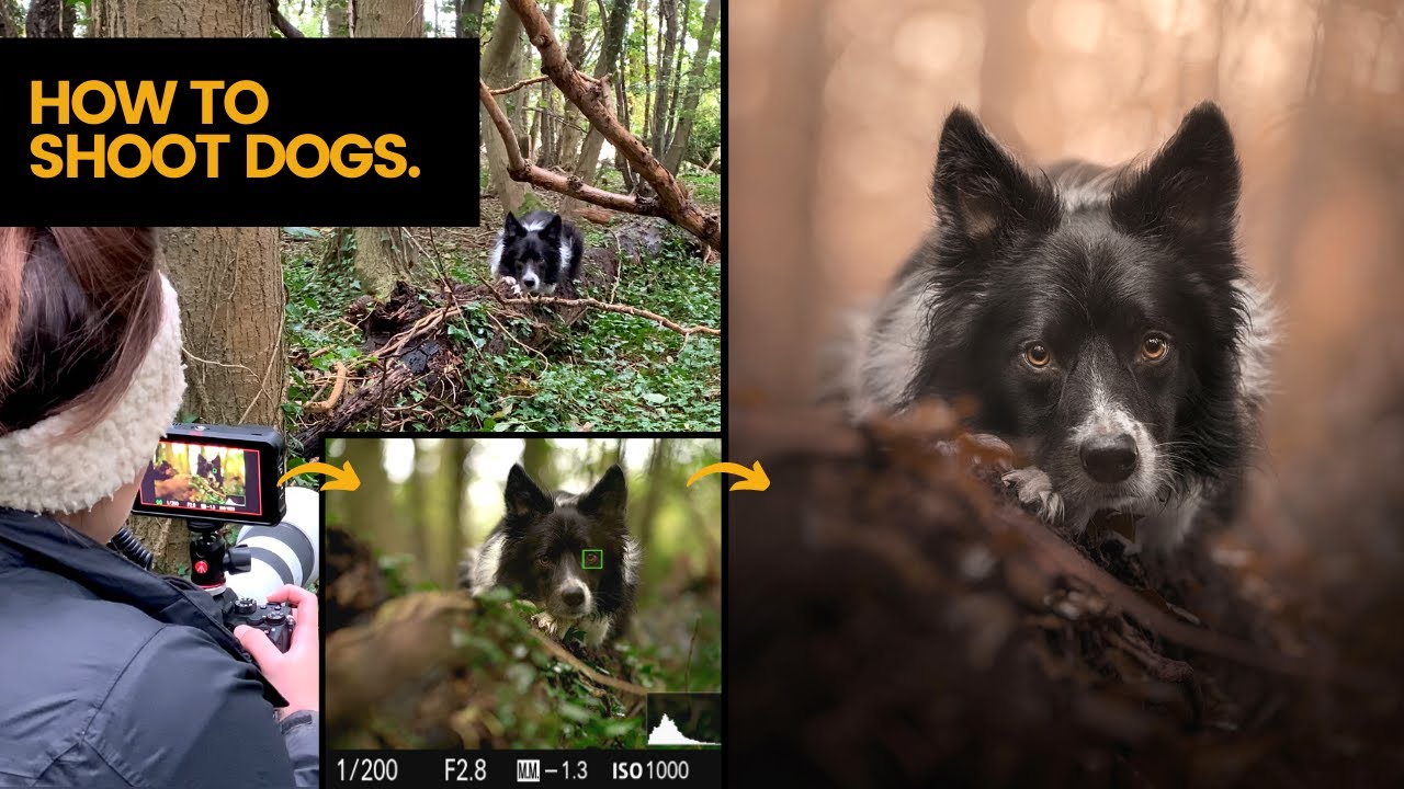 DOG PHOTOGRAPHY - How to compose and shoot portraits of dogs!