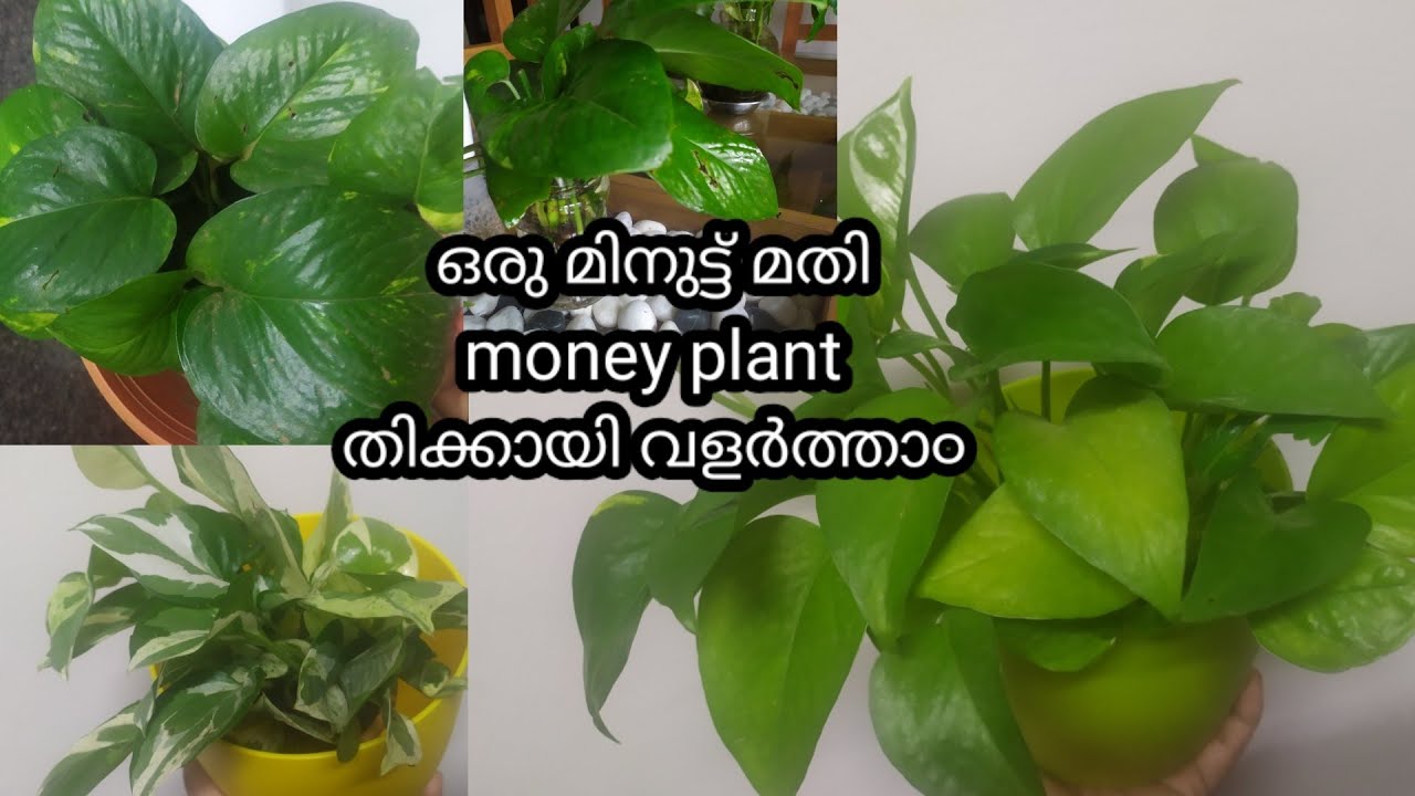 money plant caring and tips /how to grow bushy money plant at home /jinu's world