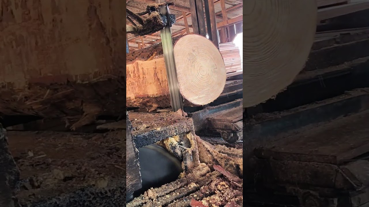 Corte madeira de pinus, Veja como Funciona #shorts #wood #asmr