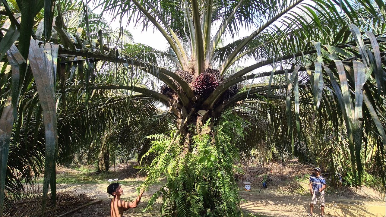 Pola Pemupukan Serta Dosis Kebun Sawit Sunjana MS || Capaian Produksi 45-46 ton/ha/thn