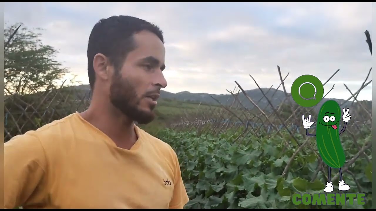Fugicidas que servem para diminuir o espaço entre os frutos