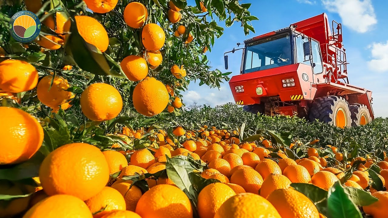 How American Farmers Harvest Oranges: Juice Making Process in Factory  | Farming Documentary