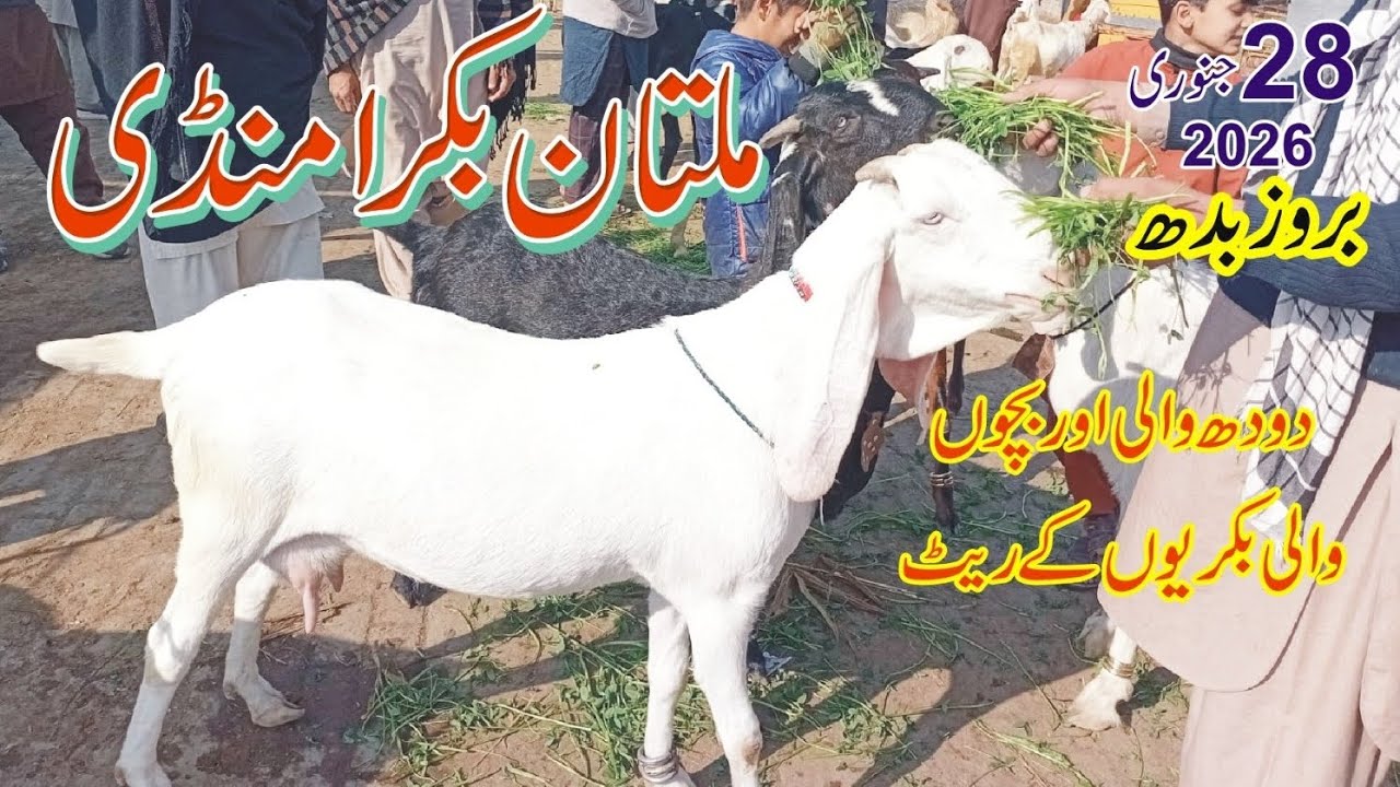 Multan bakra mandi updated bacho wali makhi chani bakray/28 January 2026