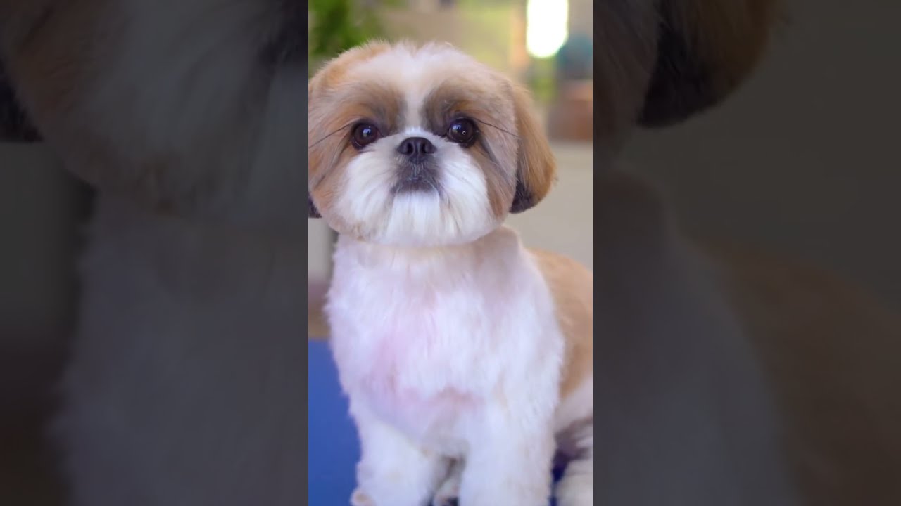 Fryzura szczeniaczka Shih tzu✂️❤️🐶 Zamień się w pluszowego misia!