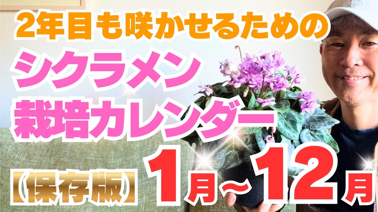 シクラメン年間栽培カレンダー！今年は2年目も咲かせるぞ！